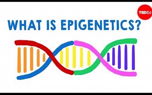 【Ted-ED】什么是表观遗传学 What Is Epigenetics