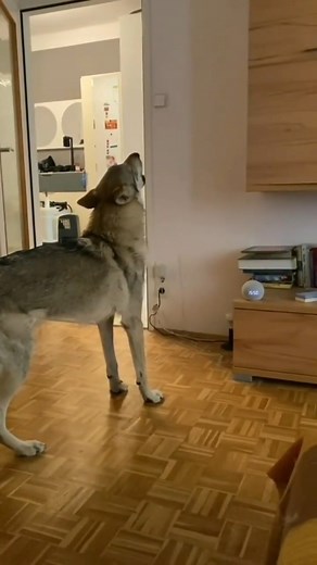 81K views · 3.9K reactions | The pack is calling! ❤️⁣ #wolftattoo #wolfdogpuppy #wolfdogcommunity #wolfcreek #wolf #wolfdog #wolfpack | Wolf Lovers | Facebook