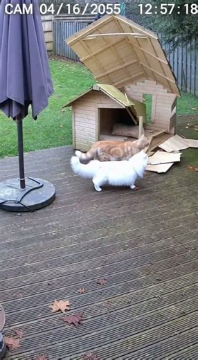 Uncut Security Footage Finally Reveals A Turkish Angora