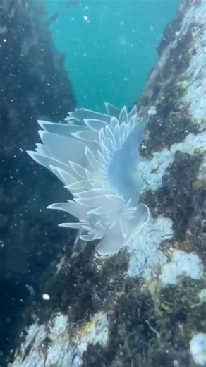 Jacob Colvin on Instagram: "I was poking some jellyfish when all the sudden I saw something really weird in the water! 😱 The alabaster nudibranch (*Dirona albolineata*) is a strikingly beautiful sea slug found along the Pacific coast of North America, from Alaska to California. This species is named for its translucent, alabaster-white body adorned with delicate, leaf-like cerata, which aid in respiration and can give the nudibranch a feathery appearance. These marine gastropods are carn