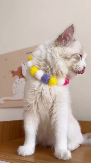 This necklace adds just the right touch of charm to your furry friend’s everyday look. 🐶✨ 🔍 Find it at https://temu.to/m/gdqiawylbqj or with this code ffq4259. #Temu #TemuFinds #PetAccessories | Temu Canada