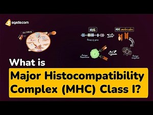 What is Major Histocompatibility Complex (MHC) Class I?
