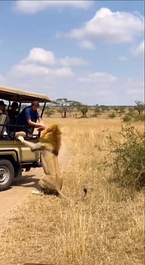 On Camera: Lion Gets Furious After Tourists Pull Back the Meat!#wildliferescue #animals #lion #short