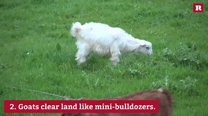 2.3K views | A pet goat? - This may not be such a bad idea! Here are a few reasons to own a goat.  GET EVEN FURRIER ==> on.rare.us/animals | The Crowd | Facebook