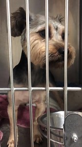 24K views · 438 reactions | Foster Needed ASAP for this adorable little 2 yr. old Schnauzer/Yorkie mix girl. She is in Killeen right now. She can be fostered anywhere in Texas with an approved application. Please Share this cutie pie!! https://schnauzerrescuetexas.me/sample-page/adopt/ | Schnauzer Rescue of Texas | Facebook