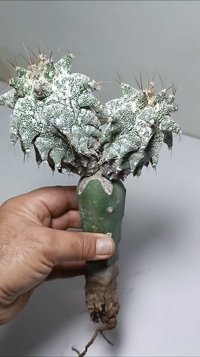 Astrophytum ornatum 'Kikko #kaktüs #cactuslover #cactusflower #cactos #instacactus #kaktus #cactuscollector #cacti #mycactuscollection #cactusmagazine #kakti #cactusymas #cactusworld #cactusplanet #succulents #sucu #keşfetteyiz #keşfet #kaktüs #kaktus, | Kaktuscicegi01