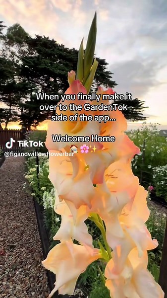 Explore Your Flower Garden: Tips for Garden Lovers