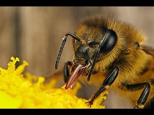 LSU Department of Entomology