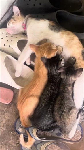 Breastfeeding mama cat
