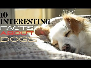 10 Mind-Blowing Facts About Dogs 🐶 (You Never Knew!)