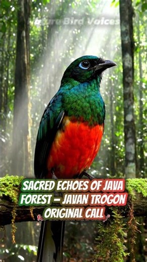 Sacred Echoes of Java Forest — Javan Trogon Origin