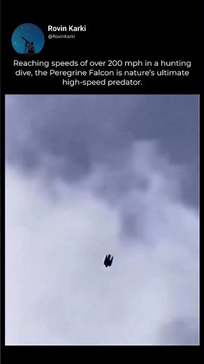 Peregrine Falcon — The Fastest Animal on Earth