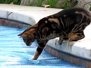 Bengal Cat wants to Walk on Water - YouTube