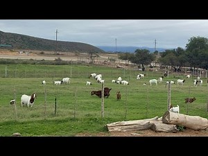 Managing goats on semi intensive system of grazing