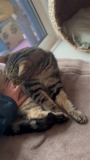 13K views · 222 reactions | Qubi is the cat equivalent of a gentle...