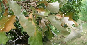 Signs of Oak Wilt | Davey Tree