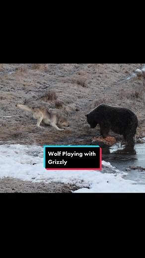 Oh my gosh, this made me SO happy! Actual footage of an introvert and extrovert interacting. During an early morning drive in Yellowstone, we stopped at a nearby carcass that had a grizzly bear on it. As we grabbed out cameras to get into position, a distant howl echoed across the valley. I was ecstatic knowing that there were wolves nearby. While photographing the bear, I noticed a single black wolf trotted down the hill toward the bear. Three more soon appeared. Two of the wolves approached th
