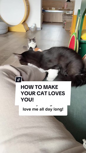 Get this Cat Cupid Spray today to let your cat rub on you! 😻✨