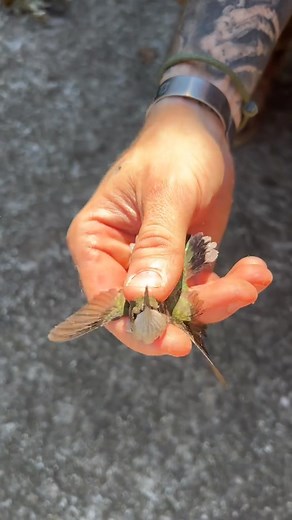 4.4K views · 171 reactions | Female Ruby-throated Hummingbird #Hummingbirdlove #hummingbird #reel #animals #videobird #viral #bird #nature #animais | Hummingbird Love | Facebook