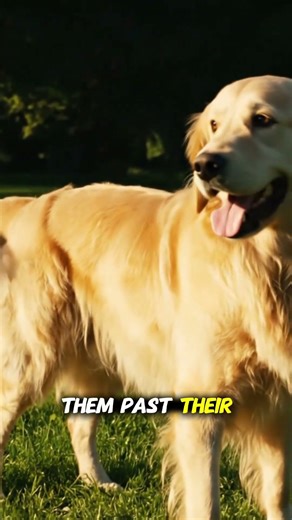 Can too much exercise harm a dog? 🤔