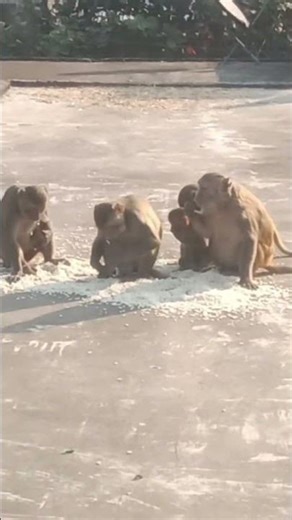 makkhi ka videomy #big animal book#my big animal book#wildlife inc#wildlife hq