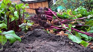 gardener harvest beets and throws crops on the ground