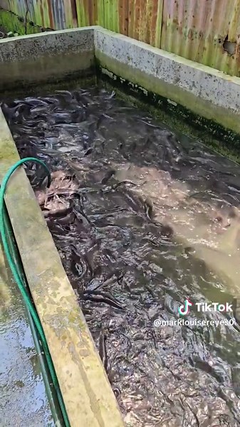 Exploring Aquaculture: The Benefits of Fish Farming