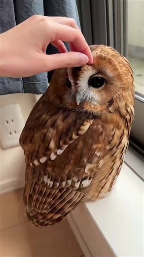 Cute Mini Owl.🦉❤️ . . . #hoothoot #owls #owllovers #birds #owlspecies | bird