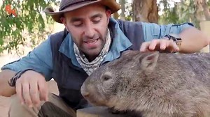 DON'T WAKE the WOMBAT?!