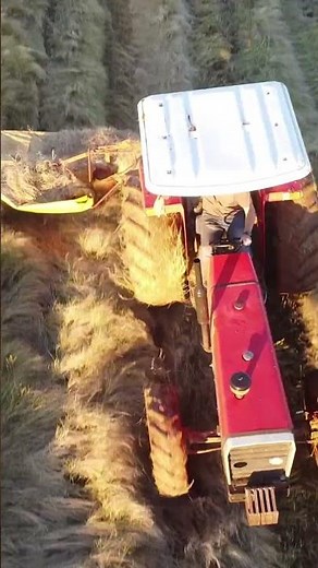 Massey Ferguson 275 and Ilgi drum mower in teff