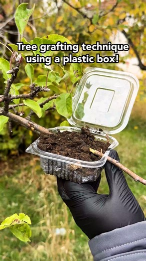 Entice Studio on Instagram: "Tree grafting technique using plastic box 🌱 #tree #technique #grafting"