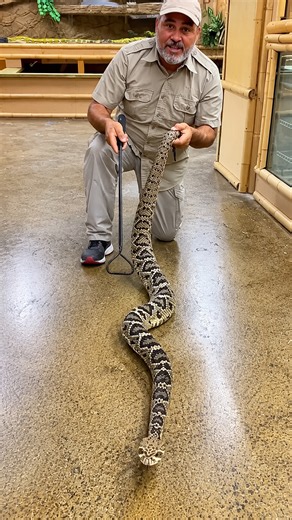 America's biggest venomous snake stuns with giant proportions
