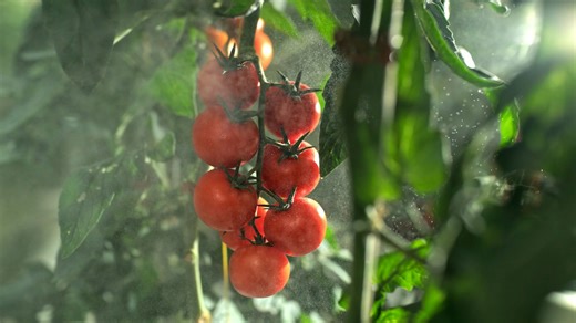 Roundup's New Ingredient Proves More Toxic Than Glyphosate in Latest Research