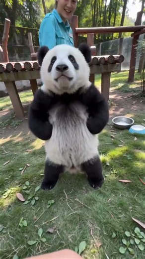 Gungun Inspects the Yard Like a CEO #panda