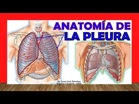 🥇 Anatomy of the PLEURA. Easy, Quick and Simple.