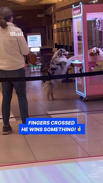 Dog shows off skills on claw machine