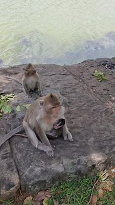 Little baby monkey angry with mother monkey crying out loud. | Monkey Mono