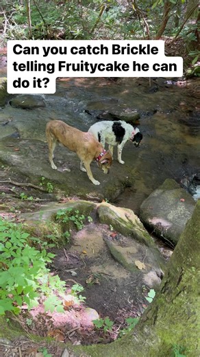 4.3K views · 387 reactions | Can you see the communication? Watch your dogs. They are amazing. | 2 Traveling Dogs | Facebook