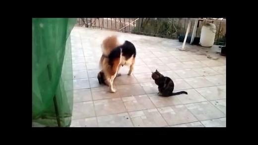 Dogs Mating with Cats - Dog Cat Mating 2015