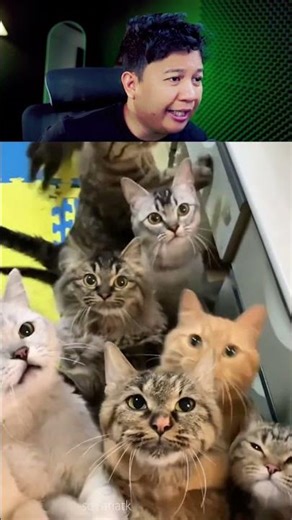 Kucing oyen emang begitu bang‼️ #shorts #short #shortvideo