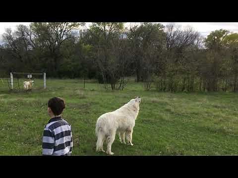 Great Pyrenees and Coyotes