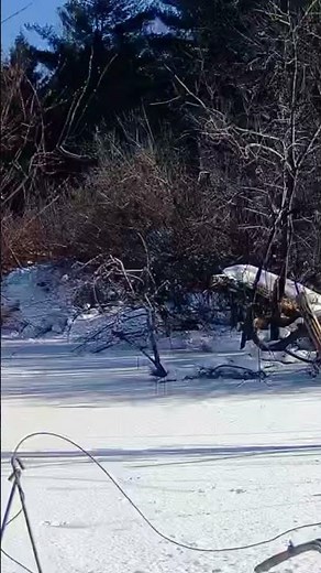 How fast can a fisher cat run? Let’s hear your guess!