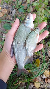 Harder for pike to catch large prey... #pike #fishing #underwater #pikeattack #fish #angler #underwaterworld #pikefishing #fishingvideo #fishingexperience #underwatercamera #bigfish #baitfish | Underwater World