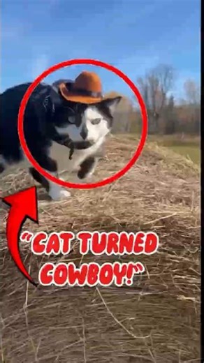 Top 5 Funniest Animal Moments That’ll Crack a Cowboy’s Whip 🤠😂 | Sheriff Chuckles