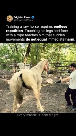 How to desensitize a wild stallion🐴