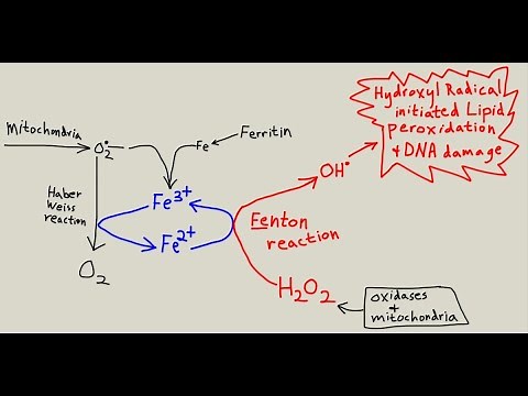 Iron & health, part 2, pathophysiology, Fenton reaction, Haber Weiss reaction, oxidative stress