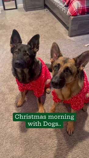 45K views · 2.8K reactions | Best Christmas ever! #fyp #foryou #reels #dogs #christmas #doglover #dogsofinstagram #doglife #funnydog #happydog #pets #dog #puppylove #holidays #reelsinstagram #viralreels #haha #love #happy #fypシ゚viralシ #petsofinstagram | Brett Dugas | Facebook