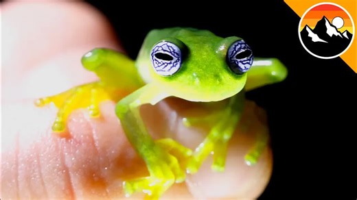 Ghost Frogs Do Exist! We Found One! We went into the rainforest to find the ghost glass frog. And while we were searching for it, we came face-to-face with a fer-de-lance and a Spinosa Glass Frog! | Mark Vins