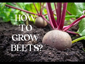 How to grow beets? Everything you need to know about growing beets.