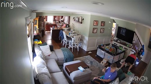 Stray dog makes itself at home